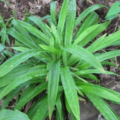 Carex plantaginea 'Blue Ridge'