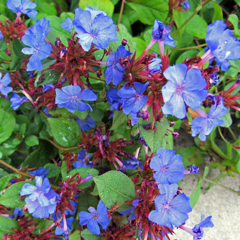 Ceratostigma plumbaginoides