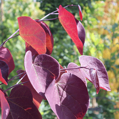 Cercis canadensis 'Forest Pansy'
