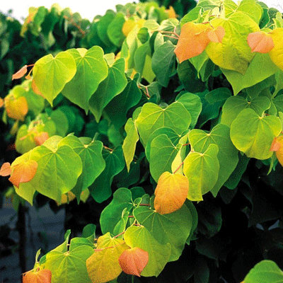 Cercis canadensis 'The Rising Sun'