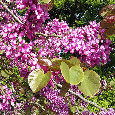 Cercis siliquastrum