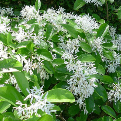 Chionanthus retusus