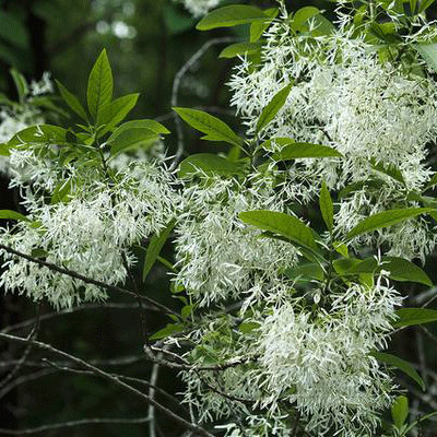 Chionanthus virginicus
