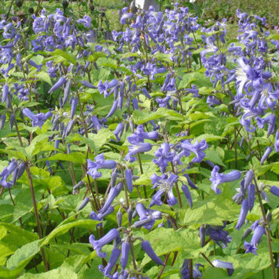 Clematis heracleifolia 'Cote d' Azur'