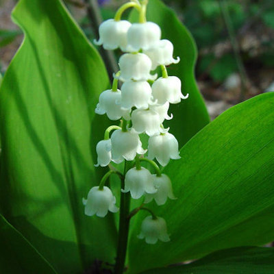 Convallaria majalis
