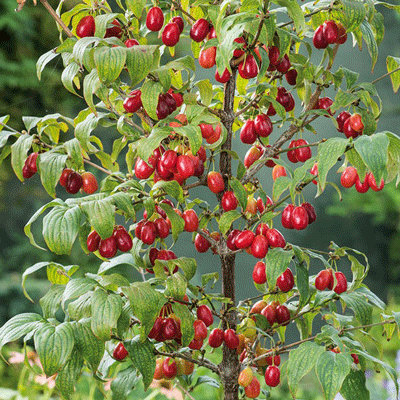 Cornus mas 'Jolico'