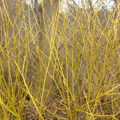 Cornus stolonifera 'Flaviramea'