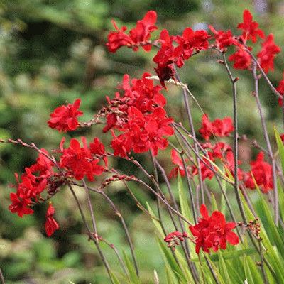 Crocosmia 'Hellfire'