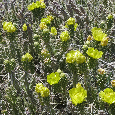 Cylindropuntia whipplei