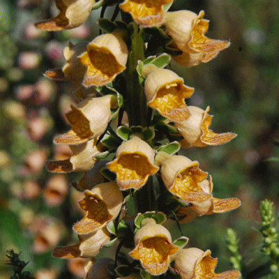 Digitalis laevigata