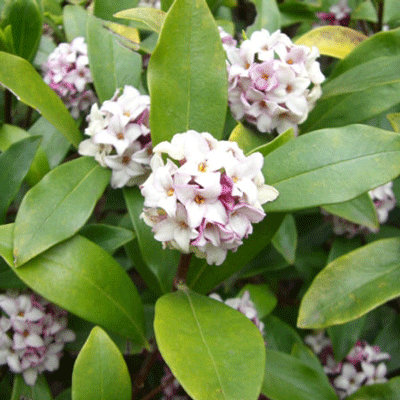 Daphne odora