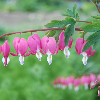 Dicentra spectabilis