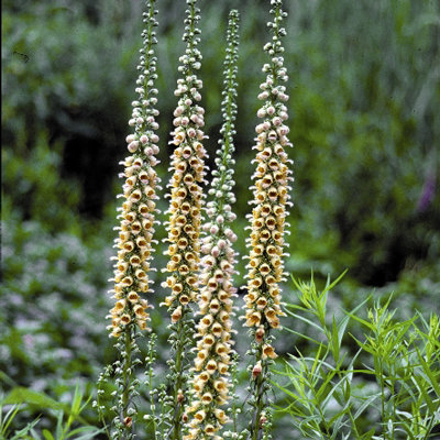 Digitalis ferruginea 'Gigantea'