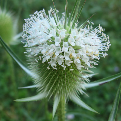 Dipsacus laciniatus