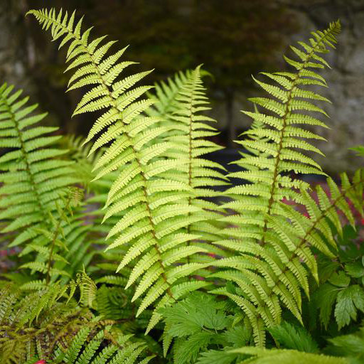 Dryopteris atrata