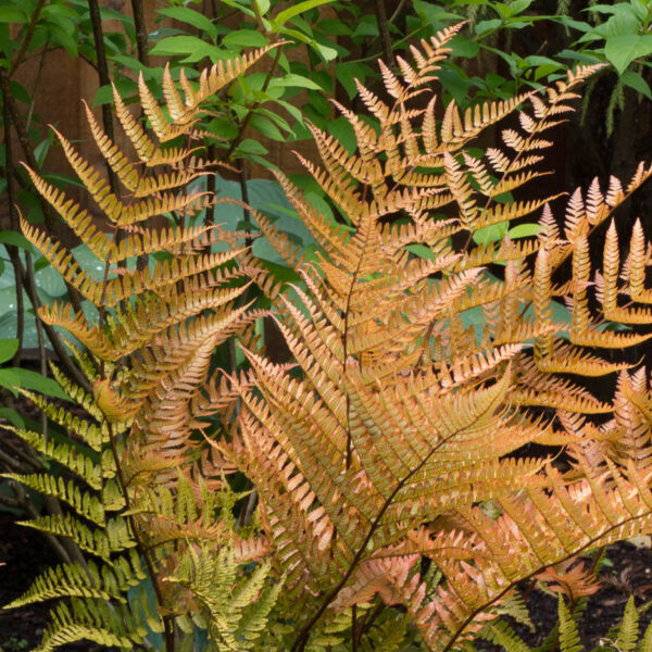 Dryopteris erythrosora