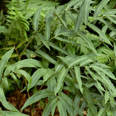 Dryopteris sieboldii