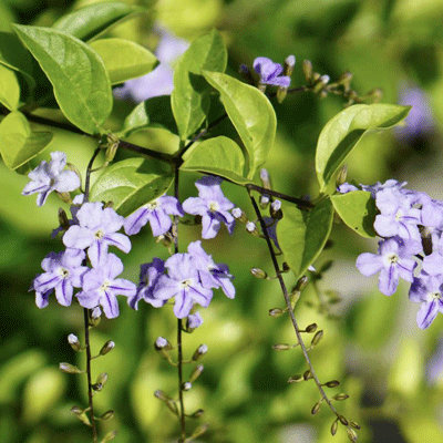 Duranta erecta