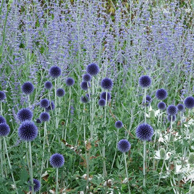 Echinops ritro 'Veitch's Blue'