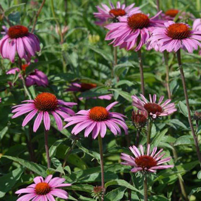 Echinacea purpurea 'Magnus'