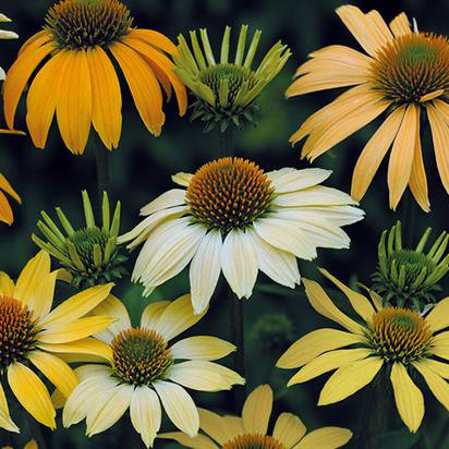 Echinacea purpurea 'Mellow Yellows'