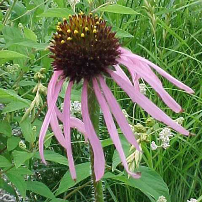 Echinacea simulata