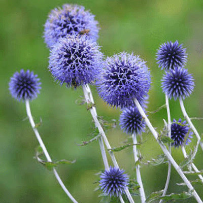 Echinops ritro 'Platinum Blue'
