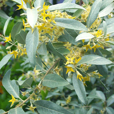 Eleagnus 'Quicksilver'