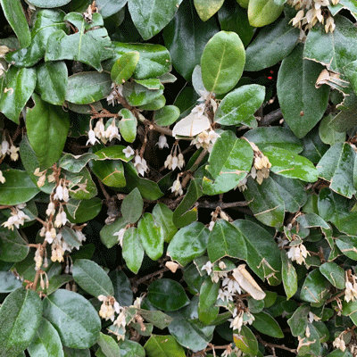 Eleagnus x ebbingei
