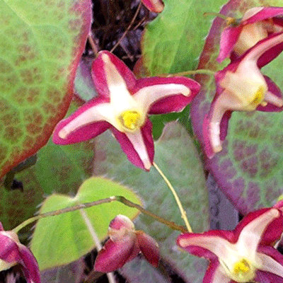 Epimedium X rubrum 'Galadriel'
