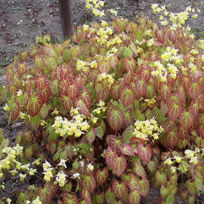 Epimedium versicolor 'Neosulphureum'