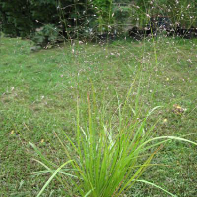 Eragrostis trichodes