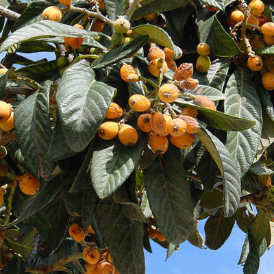Eryobotria japonica
