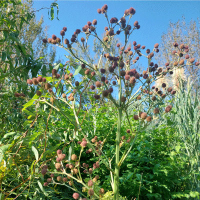 Eryngium pandanifolium 'Physic Purple'