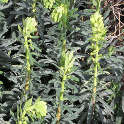 Euphorbia characias 'Blue Wonder'