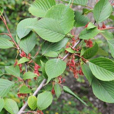 Euptelea pleiosperma
