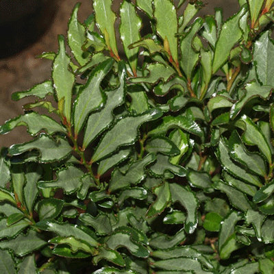 Eurya japonica 'Moutiers'