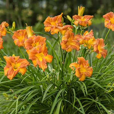 Hemerocallis 'Every Daylily Bronze'