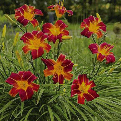 Hemerocallis 'Every Daylily Red Ribs'