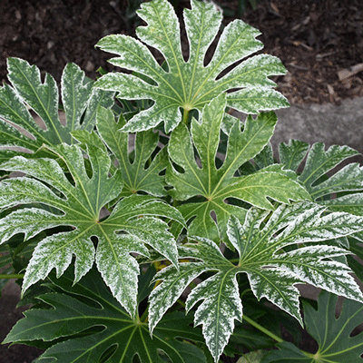Fatsia japonica 'Spider's web'