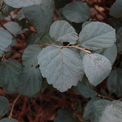 Fothergilla 'Blue Shadow'