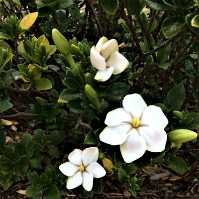 Gardenia ' Kleim's Hardy'