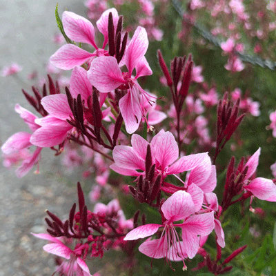 Gaura lindheimerii 'Siskiyou Pink'
