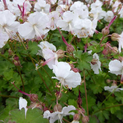 Geranium cantabrigiense 'St. Ola'