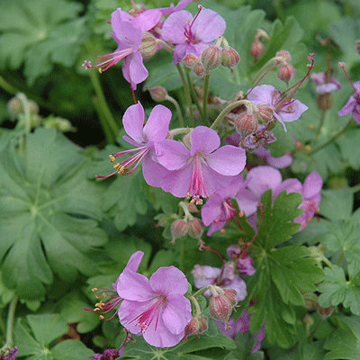 Geranium cantabrigiense 'Cambridge'