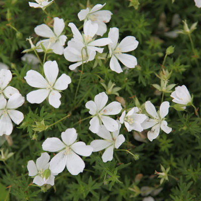 Geranium sanguineum 'Album'