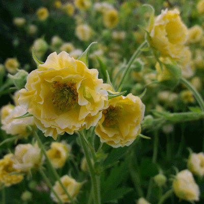 Geum 'Gimlet'