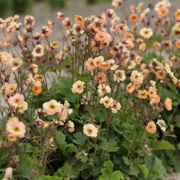 Geum chiloense 'Mai Tai'