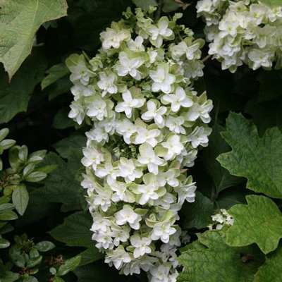 Hydrangea quercifolia 'Snowflake'
