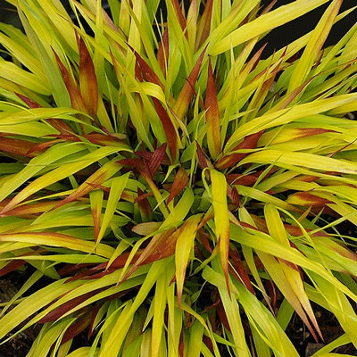 Hakonechloa macra 'Sunflare'